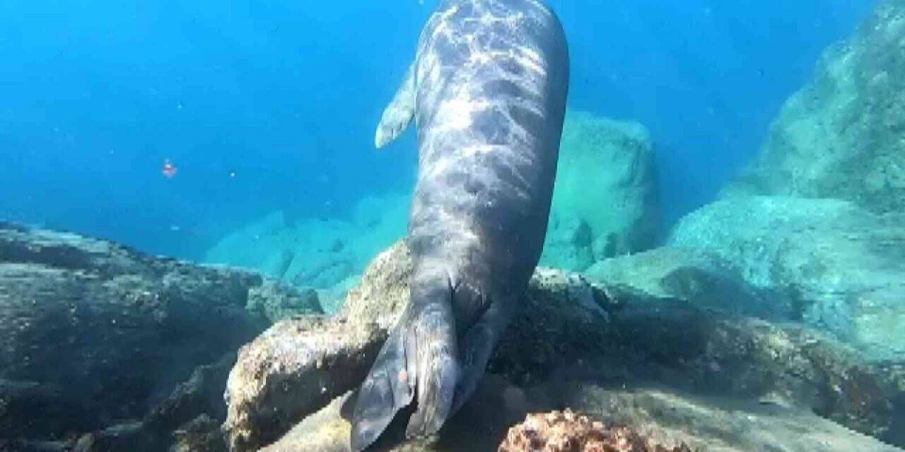 Ölü taklitti yapan Akdeniz foku görenleri şaşkına çevirdi
