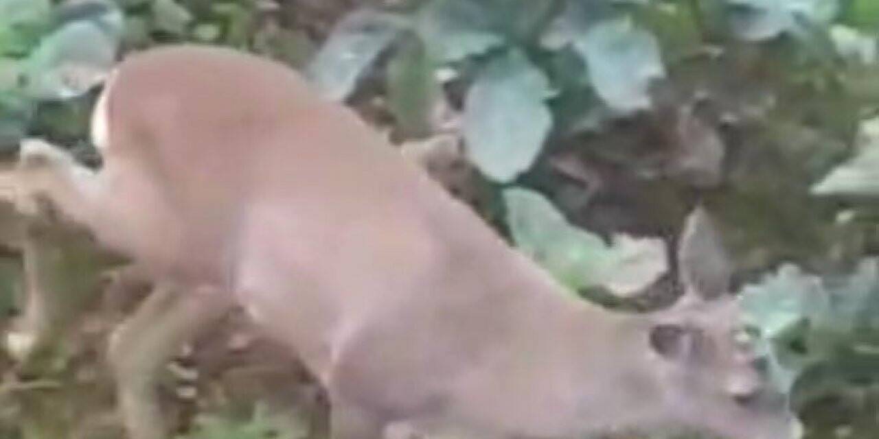 Giresun’da aç kalan karacalar il merkezine indiler