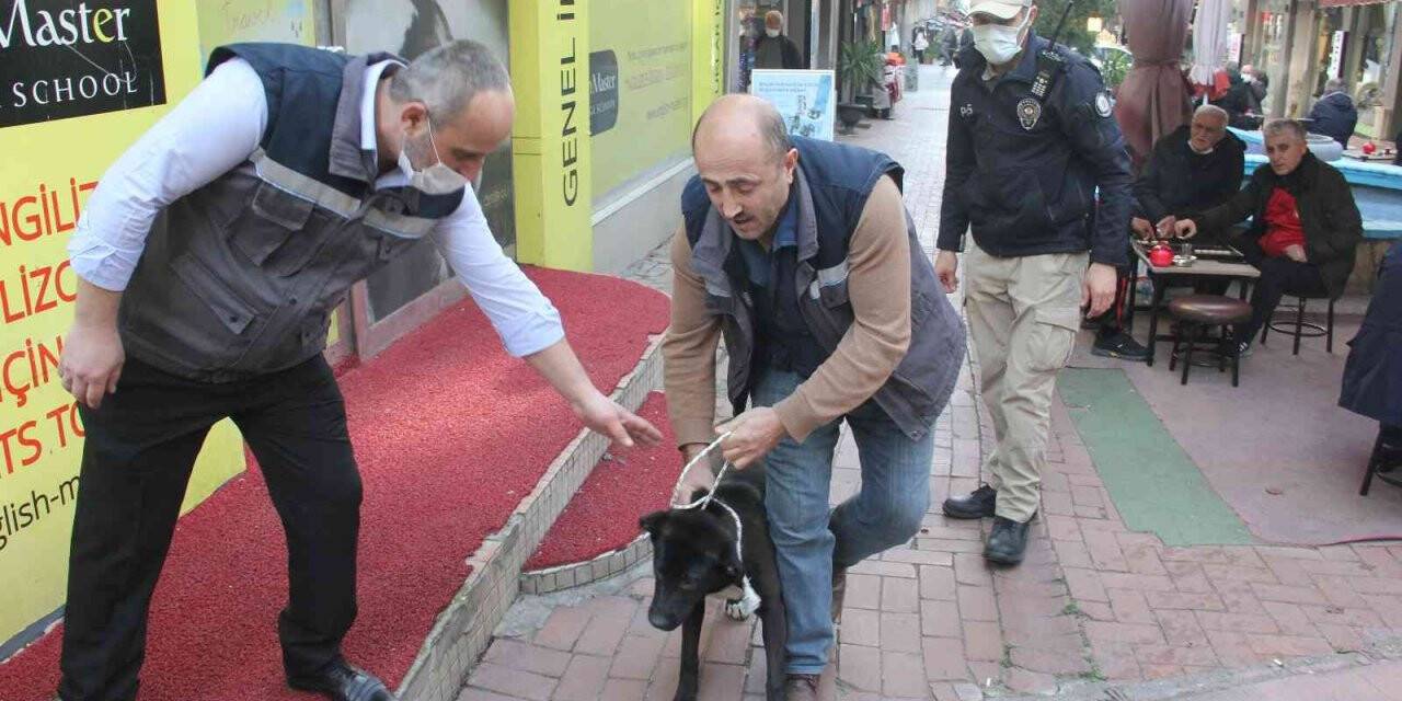 Samsun’da polisten yasaklı ırk köpek denetimi