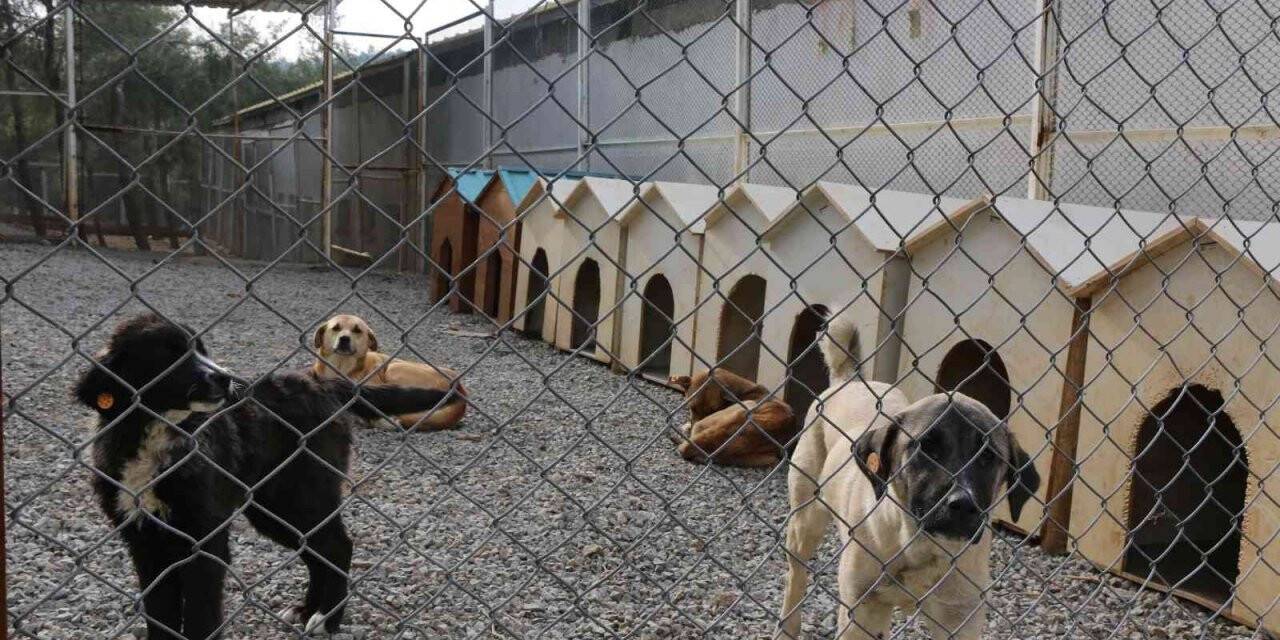 Kahramanmaraş’ta sokak hayvanları için 2 milyon liralık yatırım