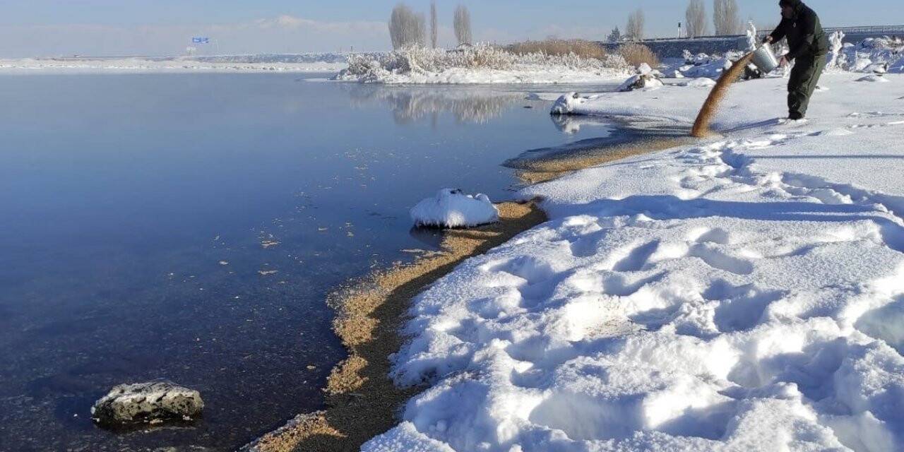 Van’da yaban hayvanlarına yem desteği