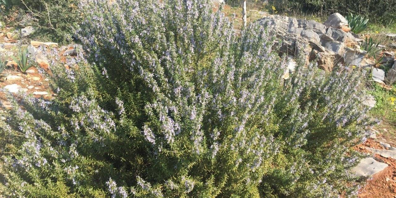 Türkiye’deki biberiye üretiminin yüzde 90’ı Mersin’de yapılıyor