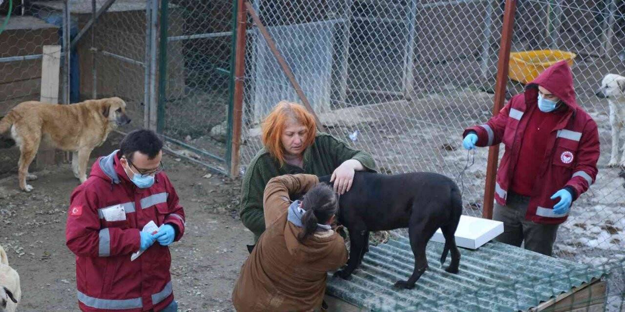 Artvin’de yasaklı ırk köpekler kimliklendirilip kayıt altına alınıyor