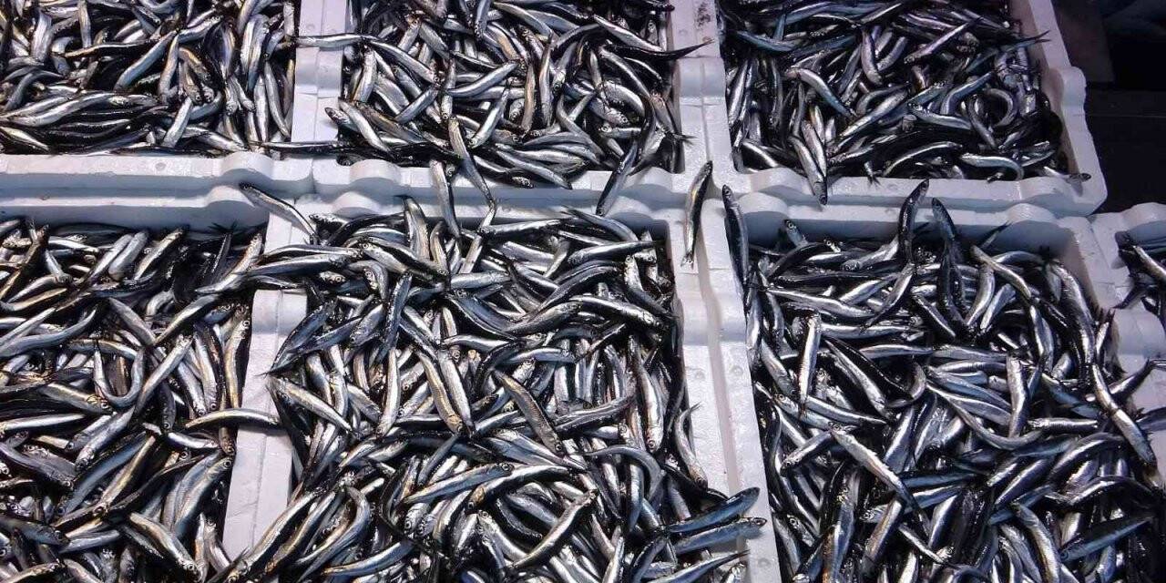 Hamsi ihracatında artış