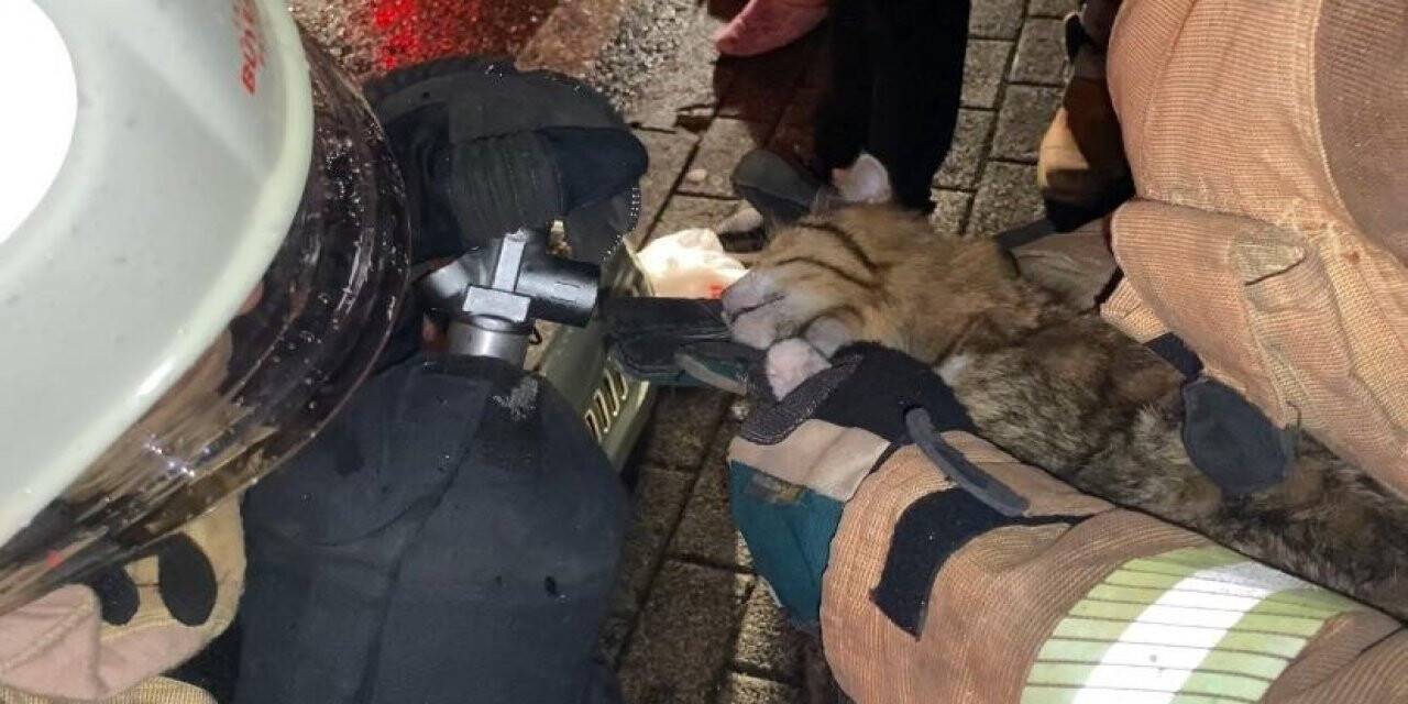 Üsküdar’da dumandan etkilenen kedi, oksijen tüplü müdahale ile hayata tutundu