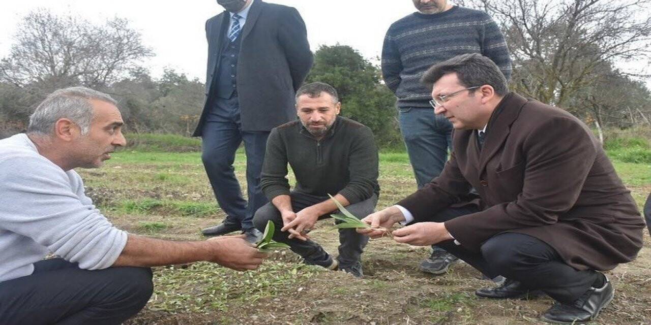 Kaymakam Şahin, “Salep üretimi konusunda çalışıyoruz”