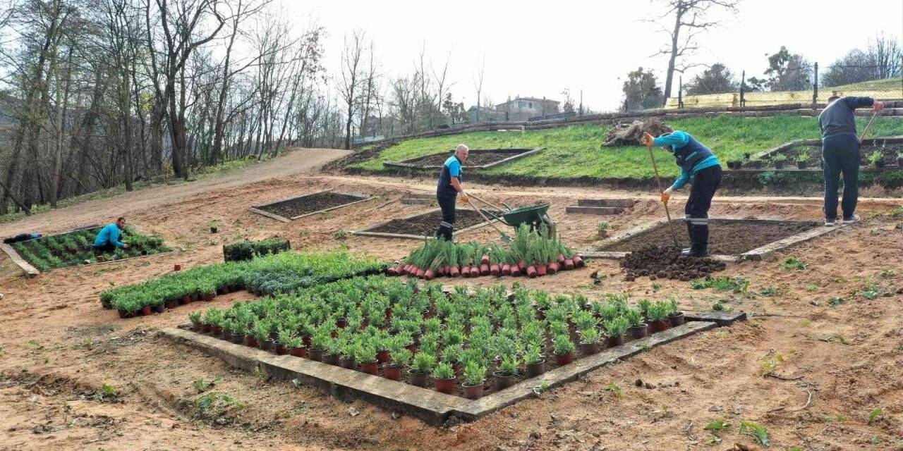 Damlar Vadisi Millet Bahçesine aromatik bitkiler dikildi
