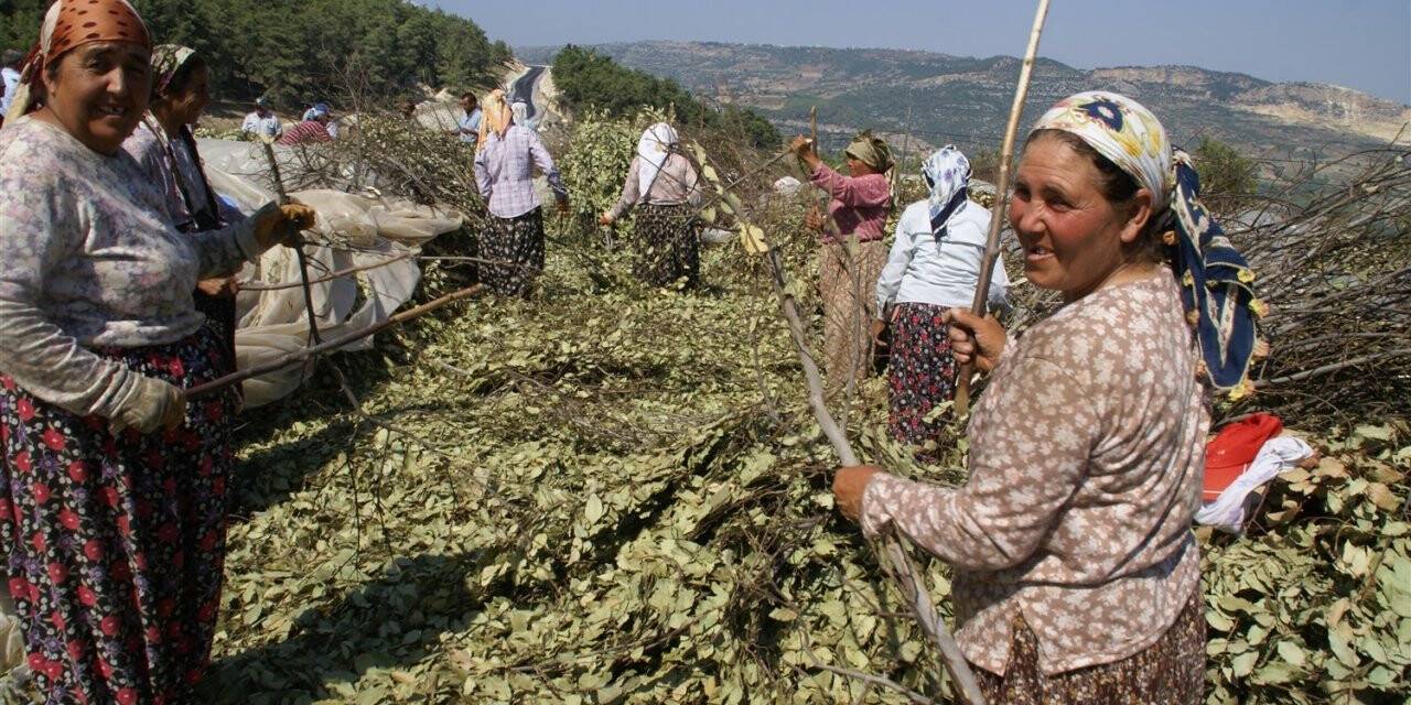 Mersin’de odun dışı ürün satışında hedefler aşıldı