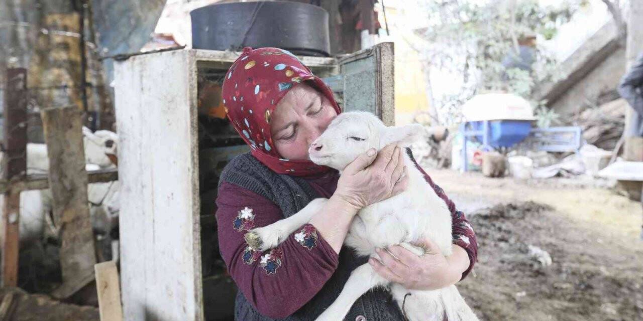 Aydın Büyükşehir Belediyesi’nin koyun hibe desteği ile sürüler büyüyor
