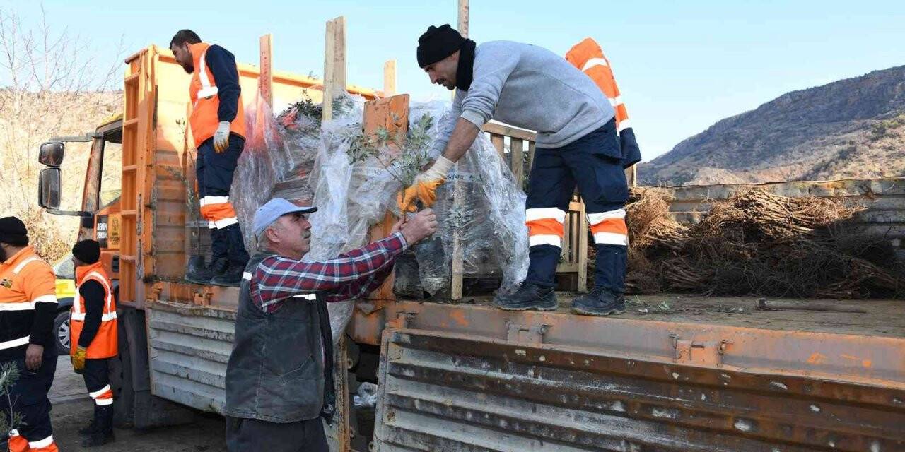 Başkan Altay: “Zeytin üretimi için 2 ilçemizde pilot uygulamaya başladık”