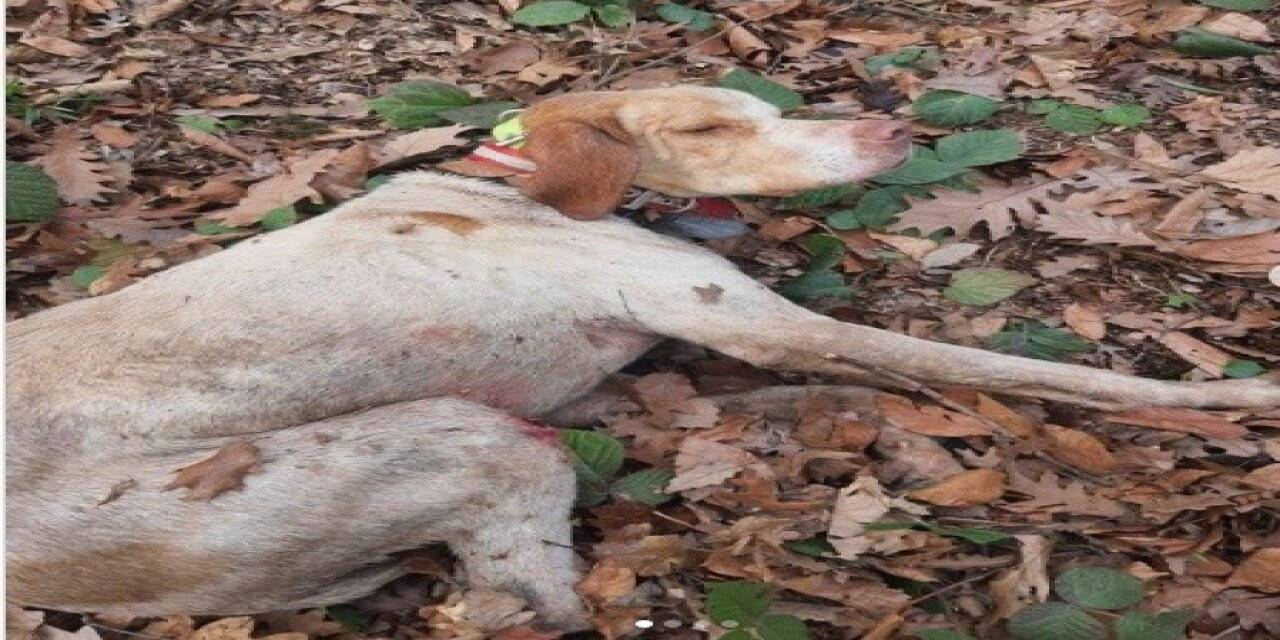30 metre derinlikten vadiye düşen Boncuk’a kurtarma operasyonu
