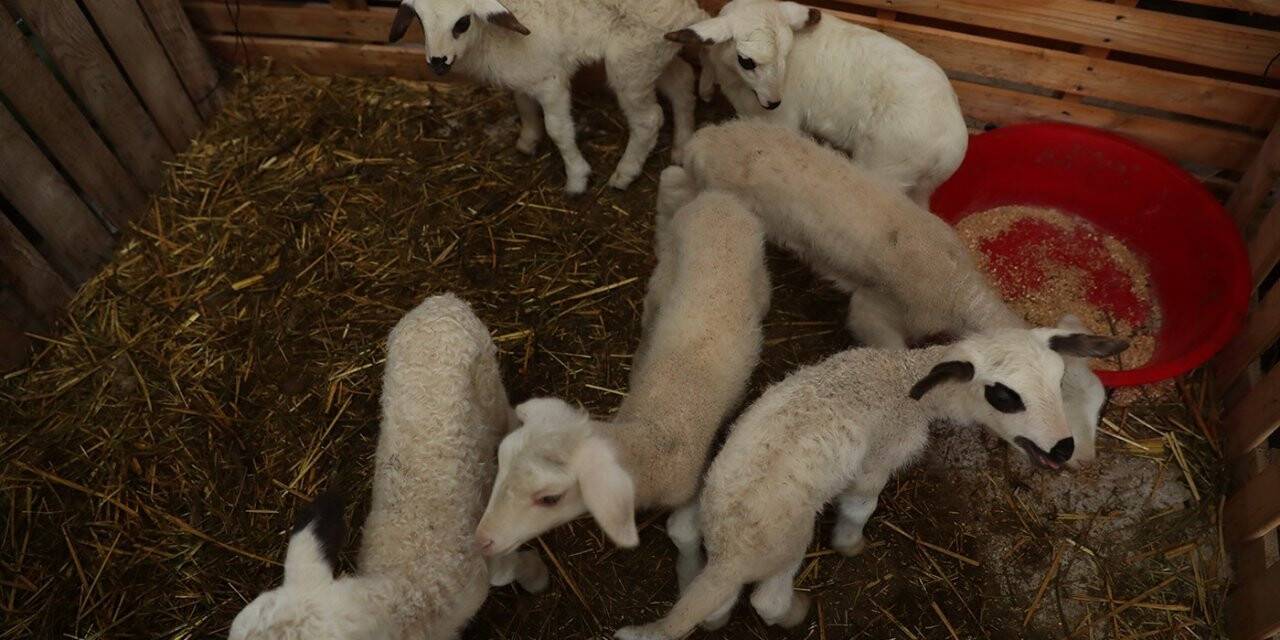 Kadın üreticilere sağlanan küçükbaş hayvan desteği meyvelerini vermeye başladı