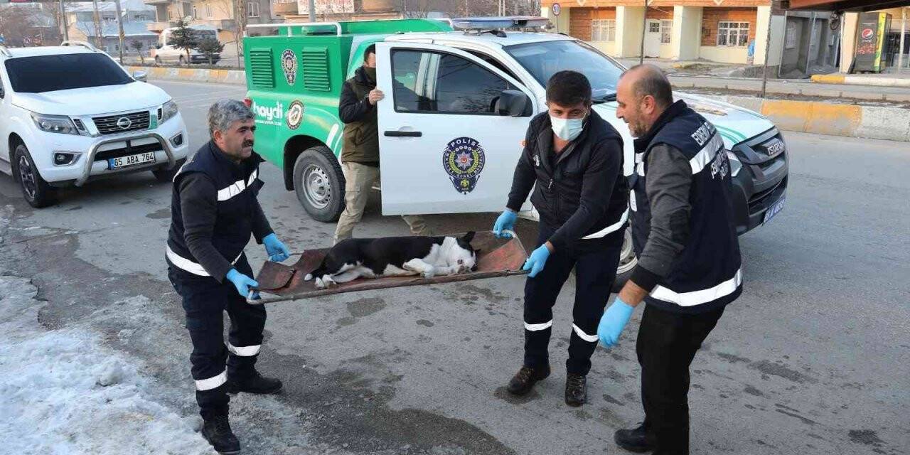 Van’da başıboş dolaşan pitbull koruma altına alındı