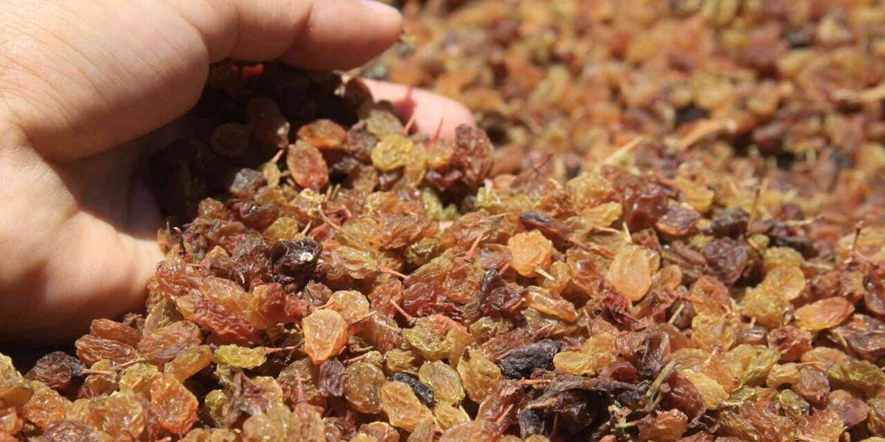 Saruhanlı Belediyesi öğrencilere kuru üzüm dağıtacak