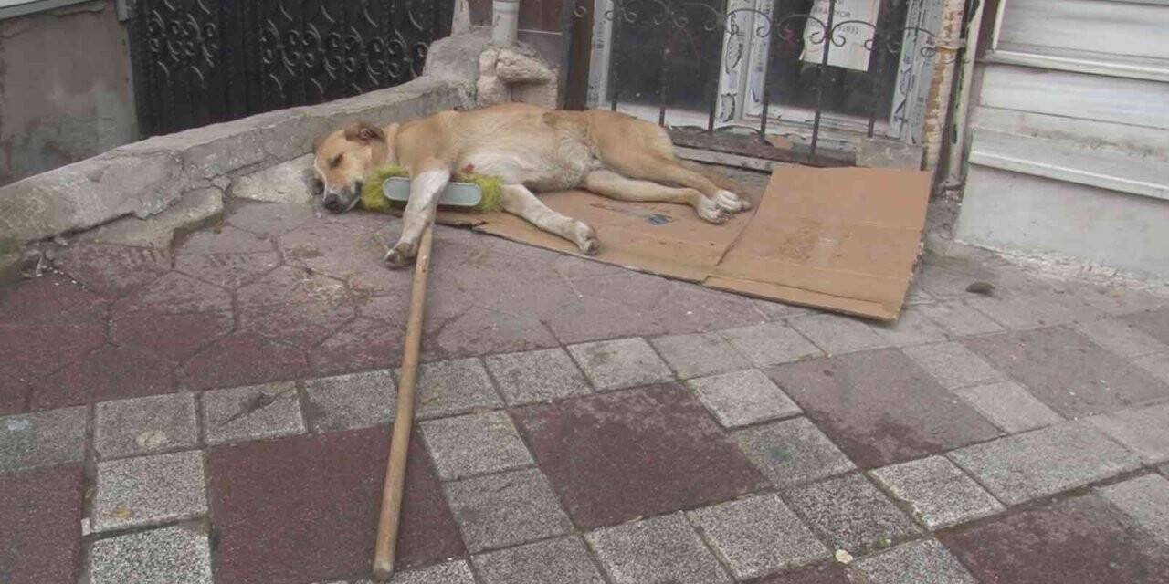 Temizlik işçisinin süpürgesini alıp kaçan sokak köpeği kamerada