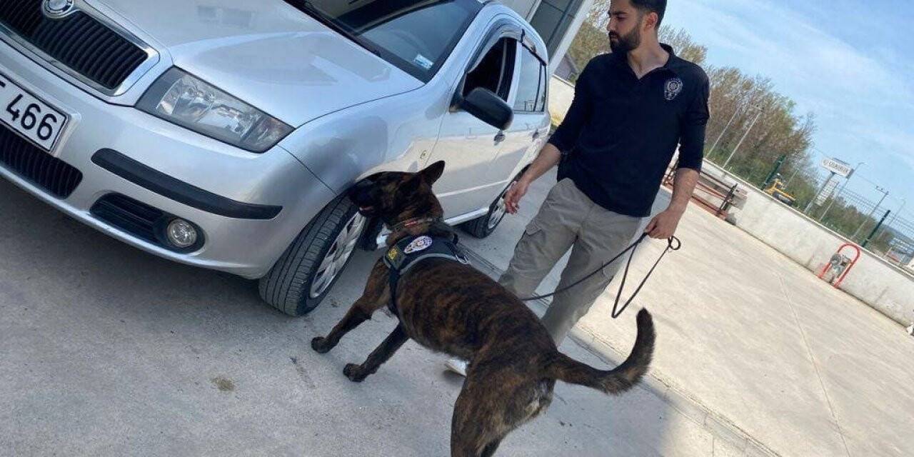Narkotik köpeği ‘Sis’ uyuşturucuya geçit vermiyor