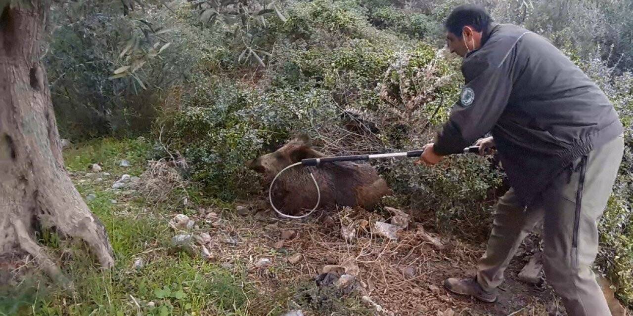 Yaralı domuz, duyarlı vatandaşın dikkati sayesinde kurtarıldı