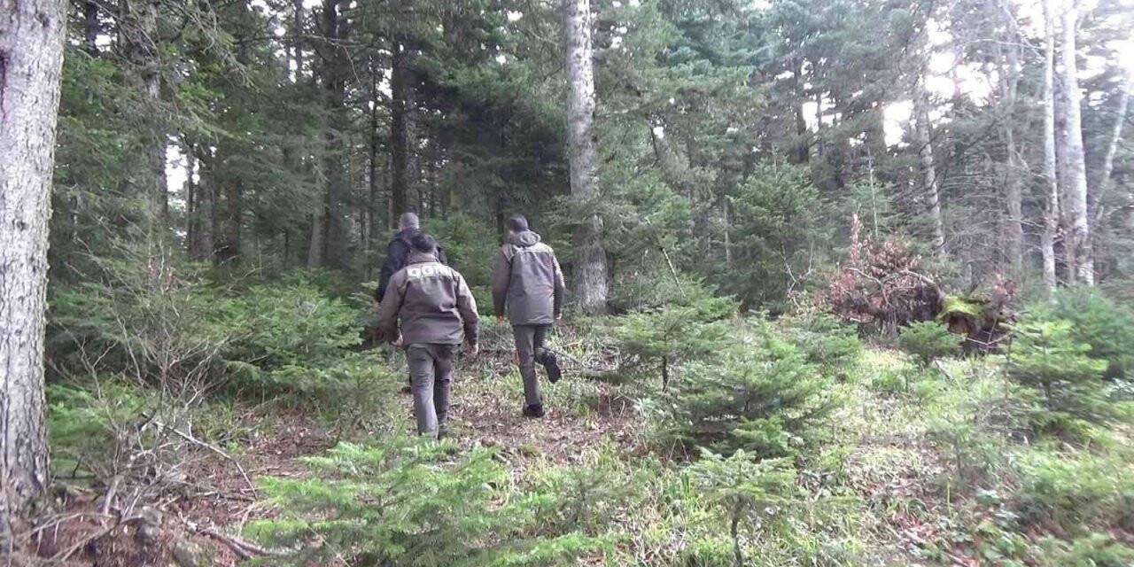 Yılbaşı öncesi orman memurları çam nöbetinde