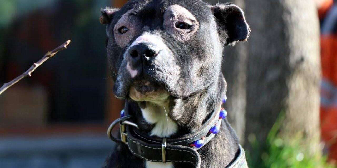 Yasak ırklar için son gün 14 Ocak