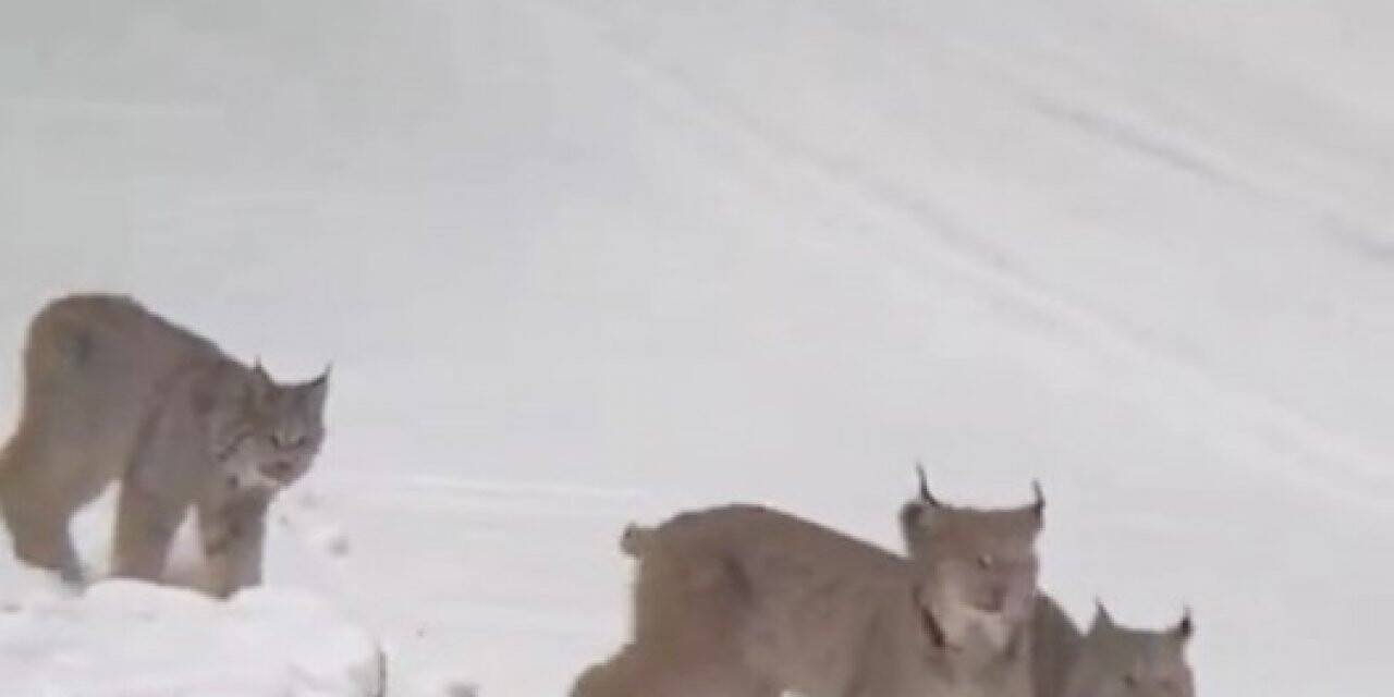 Sarıkamış’ta vaşak ailesi görüntülendi