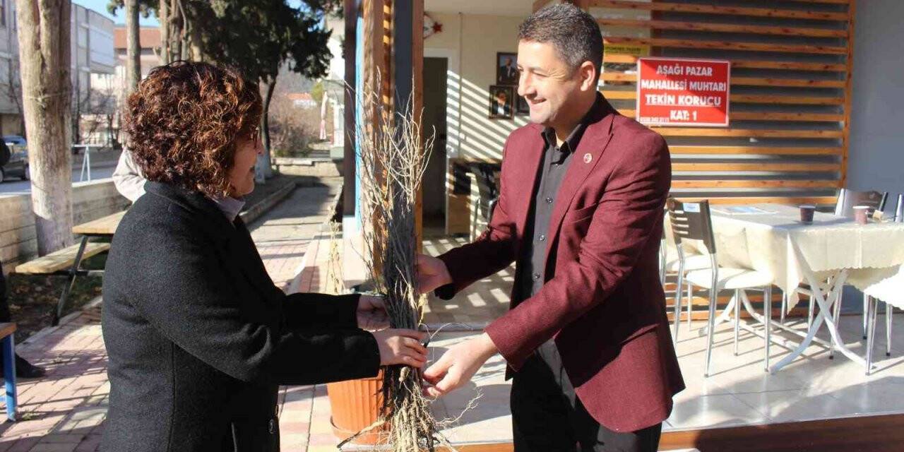 1 milyon adet orman ağacı fidanı toprakla buluşacak