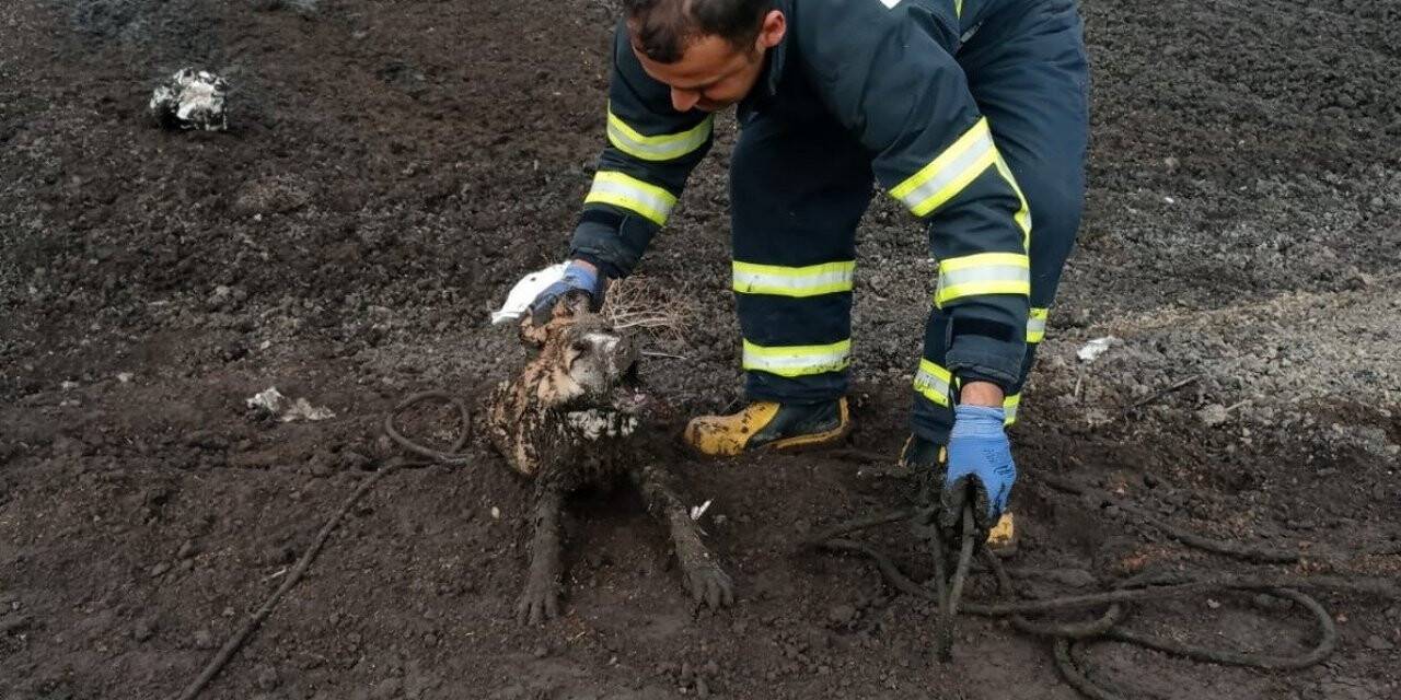Üç köpek balçıkta mahsur kaldı
