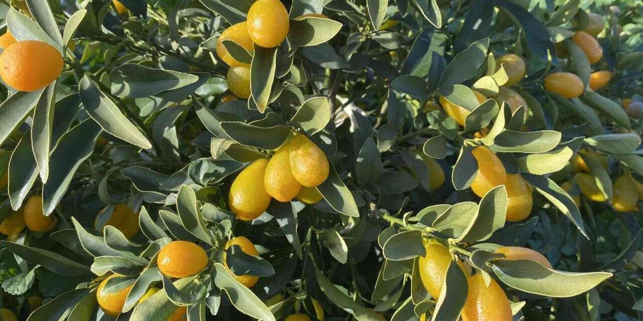 “Altın portakal” kumkuat İzmir’de üretilmeye başlandı