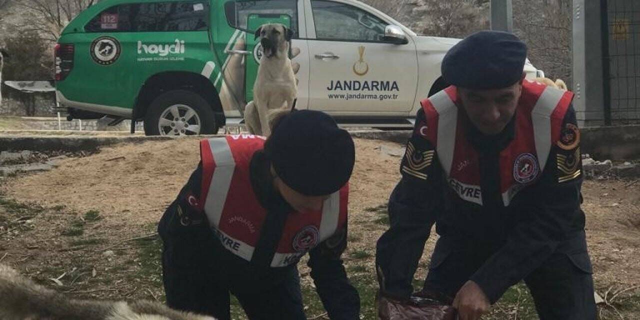 Jandarma sokak hayvanlarını unutmadı