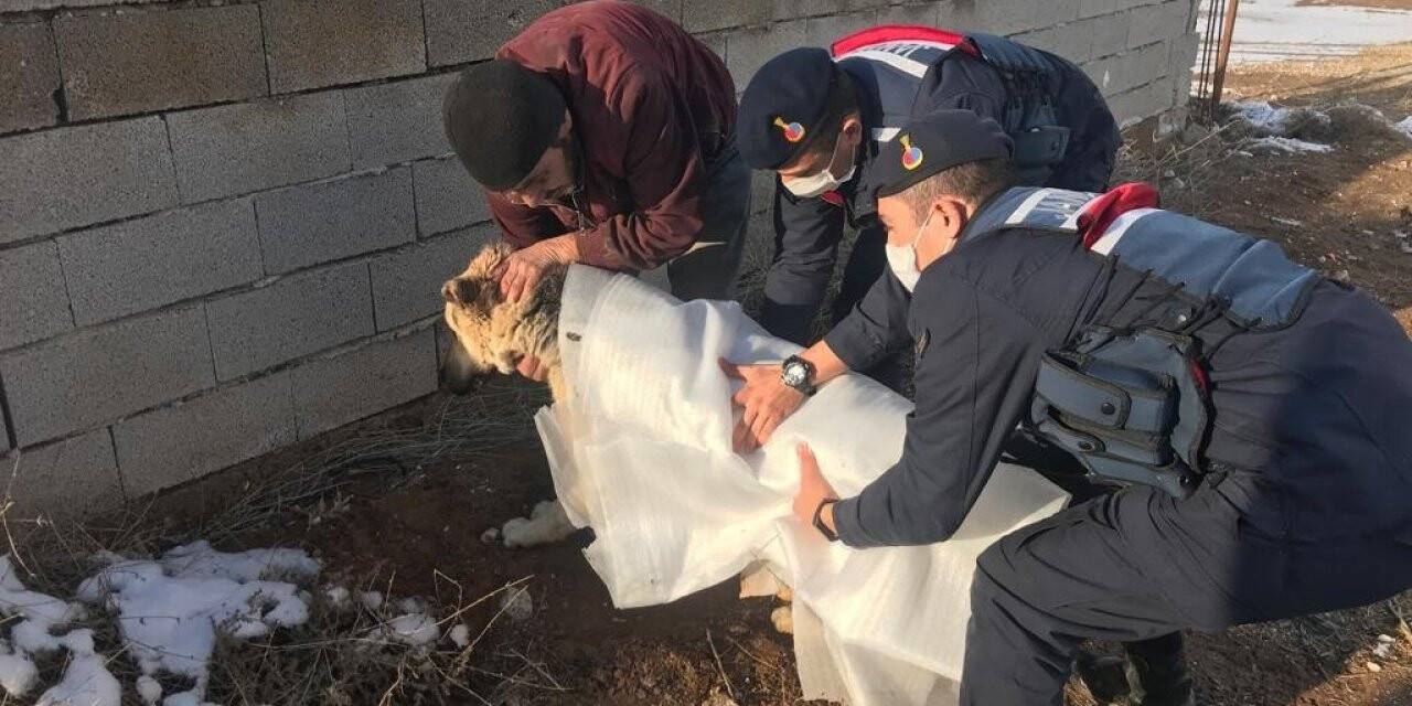 Otomobilin çarptığı köpeği jandarma sahiplendi