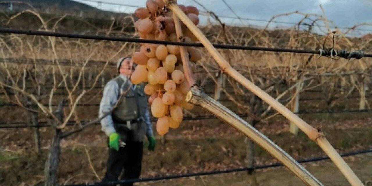 Üzüm bağlarında budama çalışmaları başladı