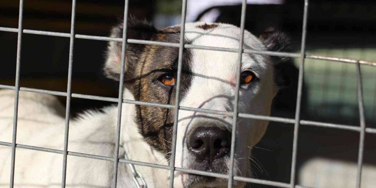 Yeni bir pitbull saldırı vakasını okul müdür yardımcısının dikkati önledi