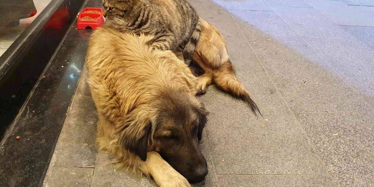Gümüşhane’de tilki ile kedinin, kedi ile köpeğin dostlukları ilgi çekiyor