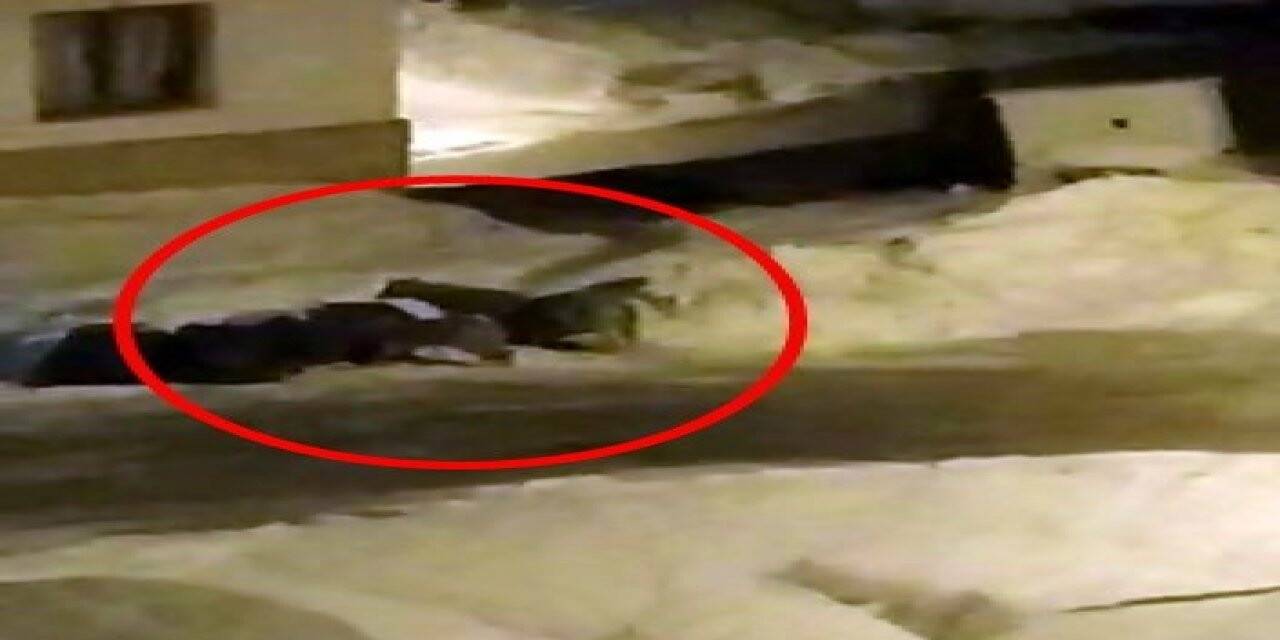 Kurt sürüsü şehre indi