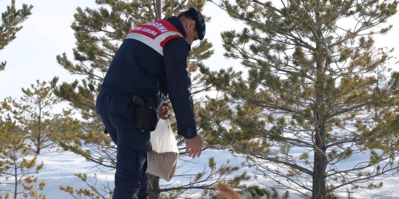 Jandarma ekipleri yabani hayvanları unutmadı