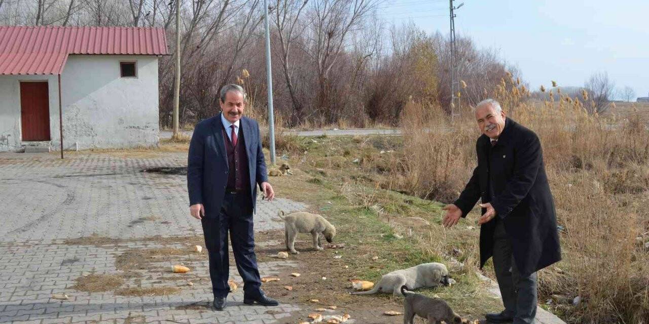 Adilcevaz’da sokak hayvanları için ekmek ve sakatat bırakıldı