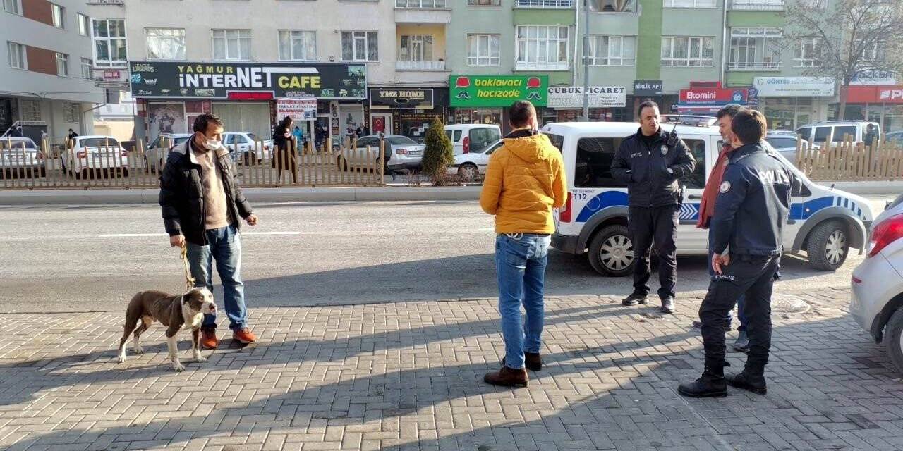 Sokakta başıboş gezen pitbul yakalanarak, barınağa teslim edildi