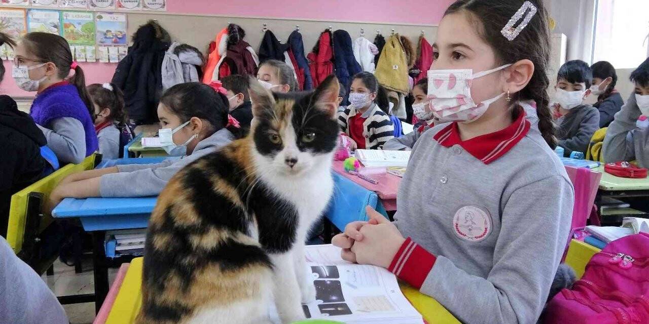 Okula sığınan "Minnoş" kedi, uslu uslu ders dinliyor