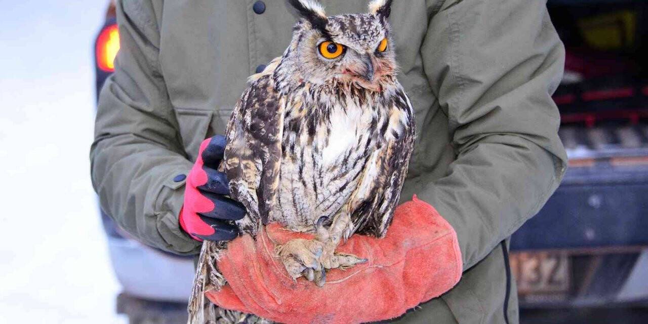 Arazide soğukların etkisiyle bitkin halde bulunan, puhu kuşu tedavisinin ardından doğaya bırakıldı
