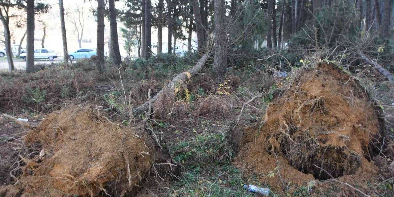 Kar yağışına dayanamayan ağaçlar devrildi