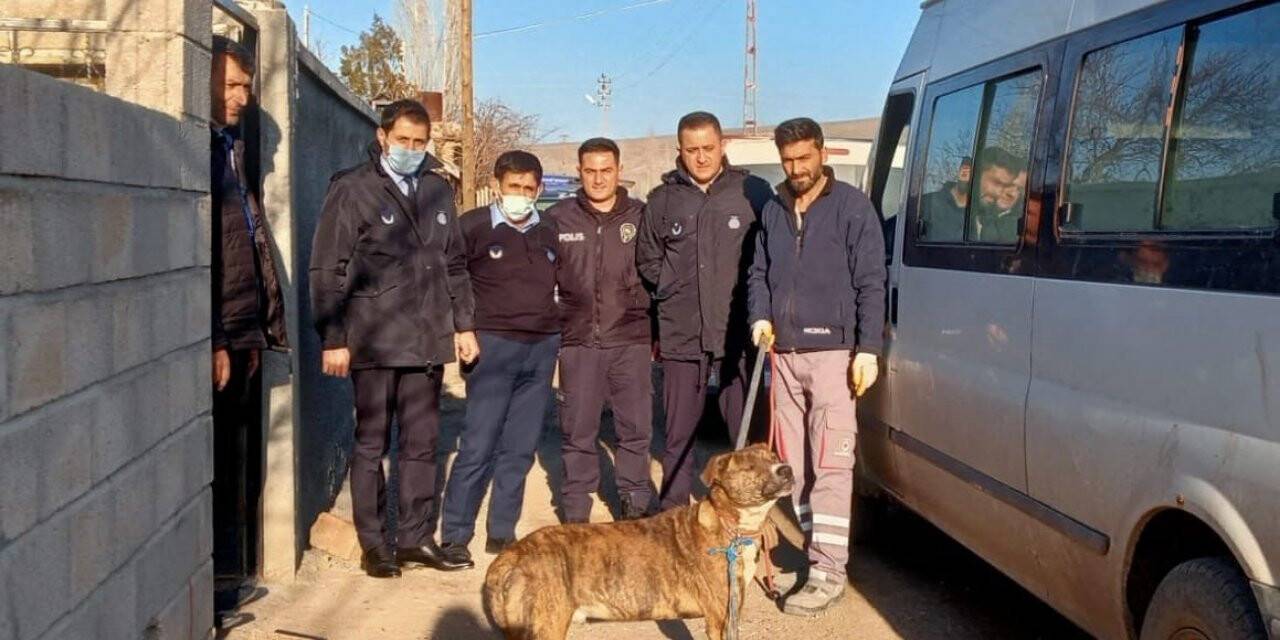 Zabıta Ekipleri Pitbull köpekleri için harekete geçti