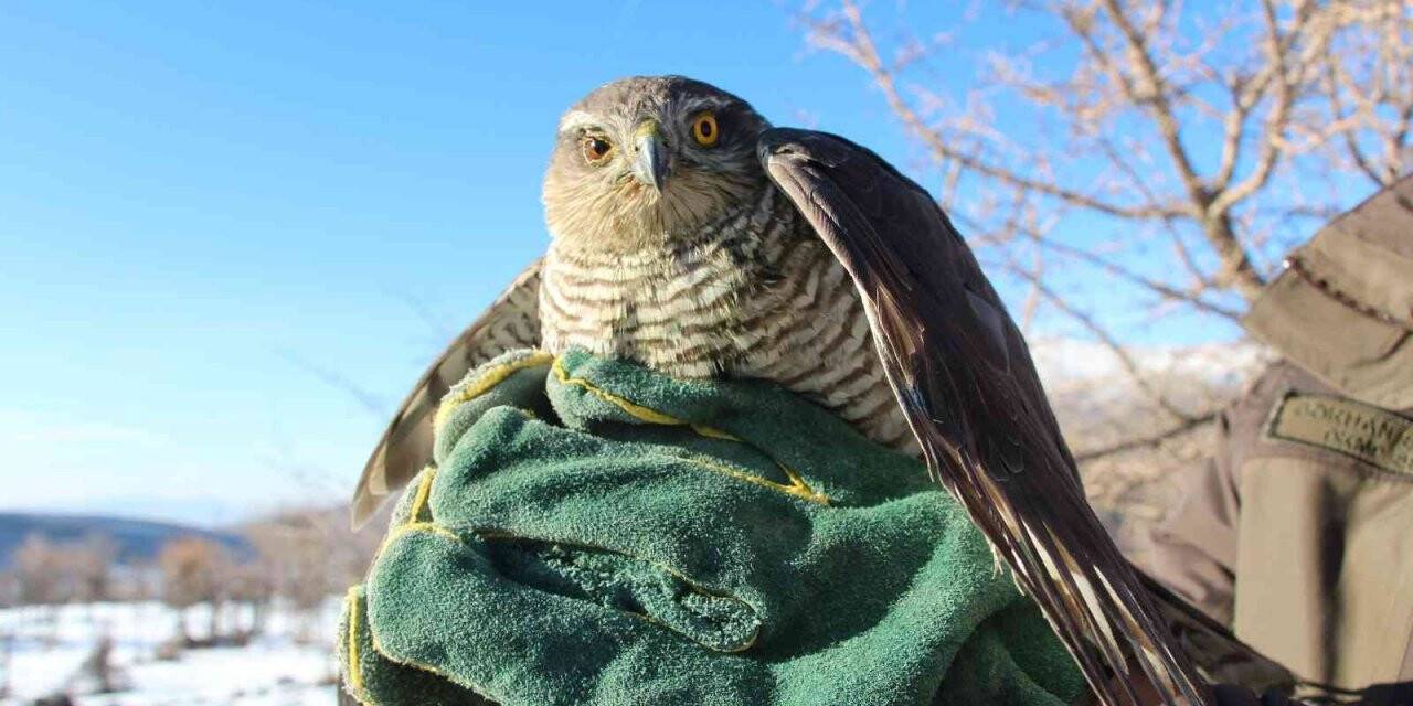Siirt’te tedavisi tamamlanan atmaca, özgürlüğe kanat açtı