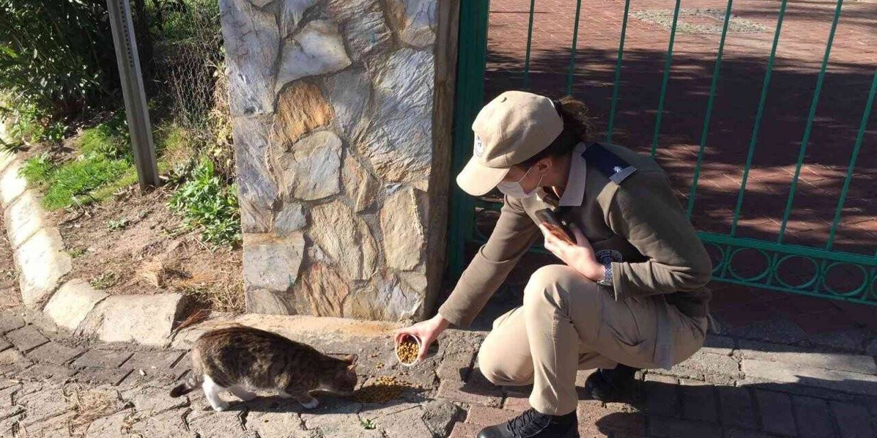 HAYDİ ekipleri sokak hayvanlarını unutmadı