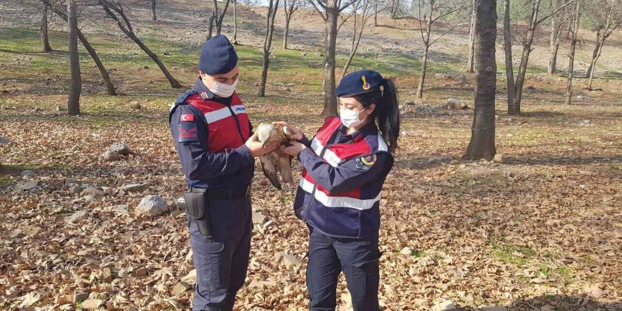 Jandarmadan yaralı şahine şefkat eli