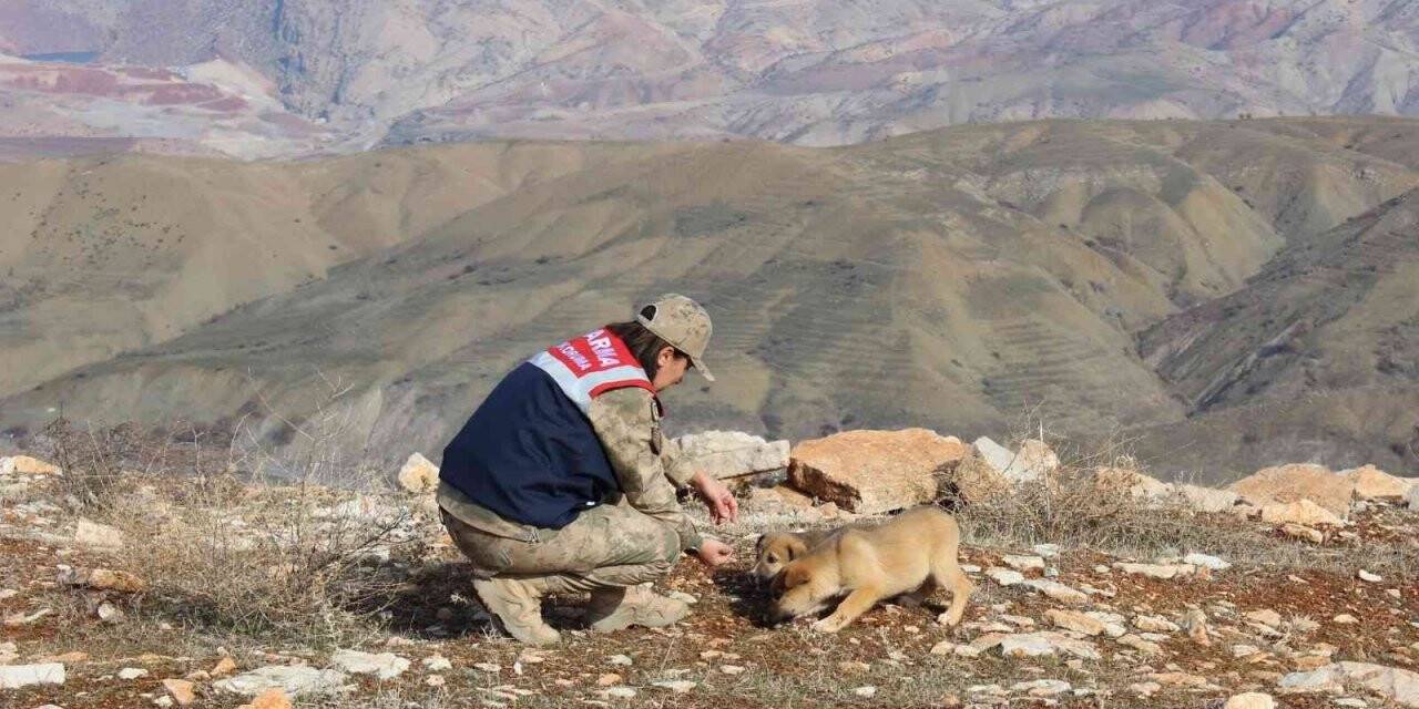 Siirt’te jandarma hayvan koruma timi göreve başladı