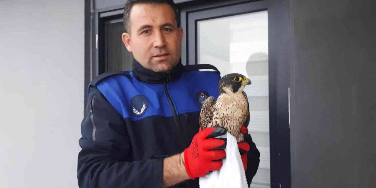 Bitkin halde bulunan gökdoğan yeniden doğaya salındı