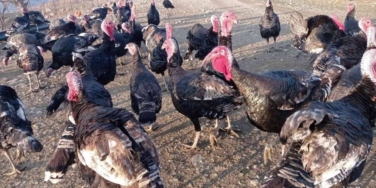 Batman’da organik köy hindileri geçen yılki fiyattan satılıyor