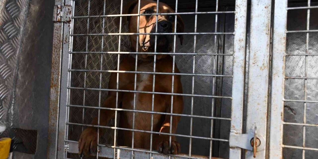 Sokakta büyük tehlike, sahipleri Pitbulları sokağa terk etmeye başladı