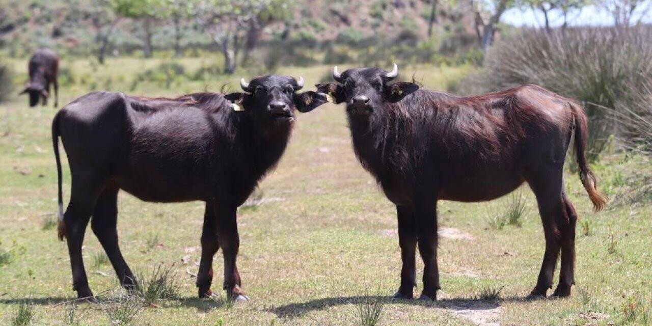 10 yılda 25 milyon TL desteklendi: Samsun’da manda sayısı 10 bin arttı