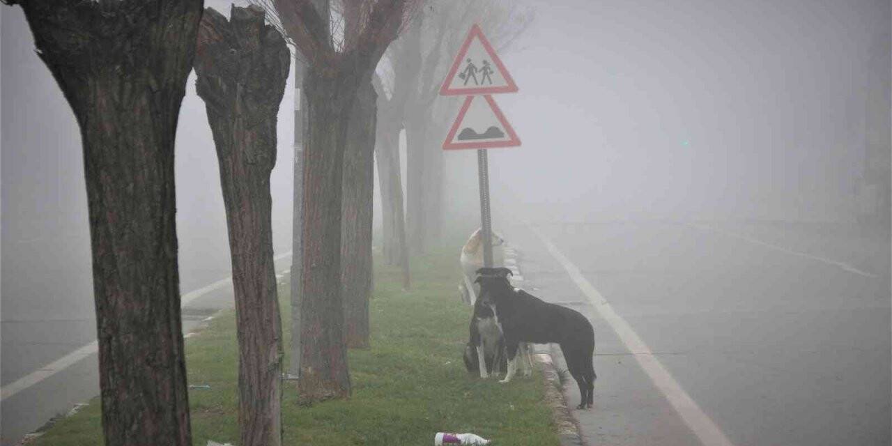 Manisa yeni yıla sis altında uyandı