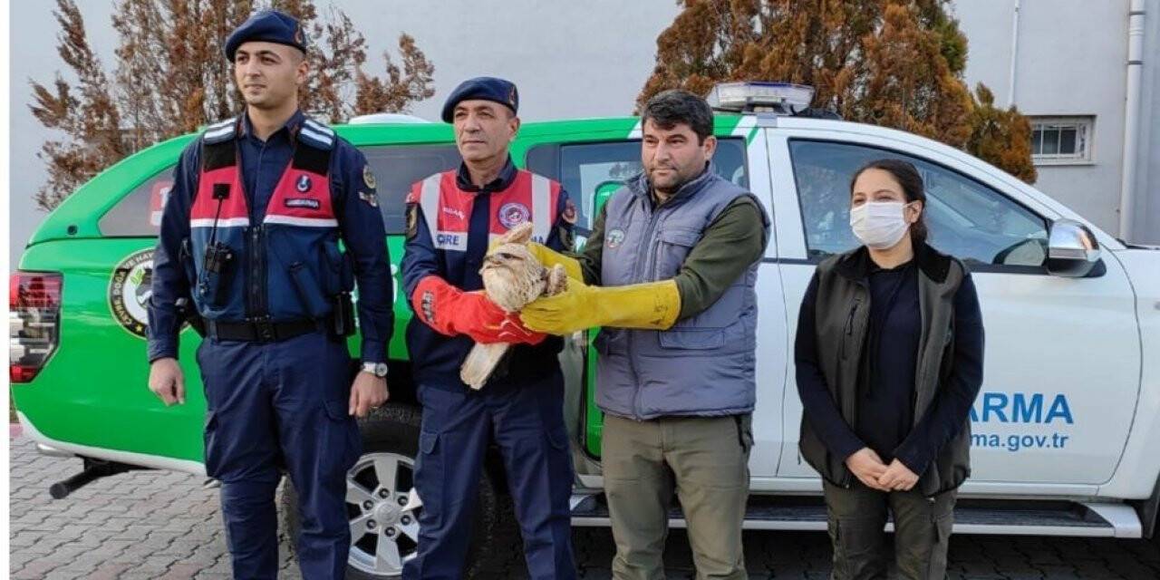 Jandarmanın bulduğu yaralı şahin koruma altına alındı